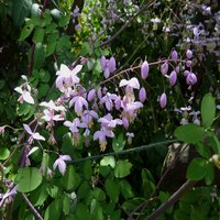Thalictrum