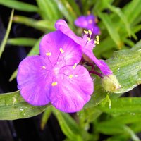 Tradescantia