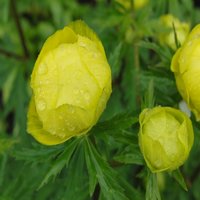 Trollius