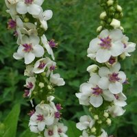 Verbascum