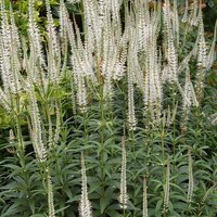 Veronicastrum