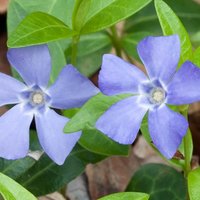 Vinca