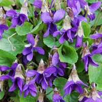 Viola