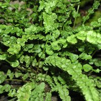 Athyrium