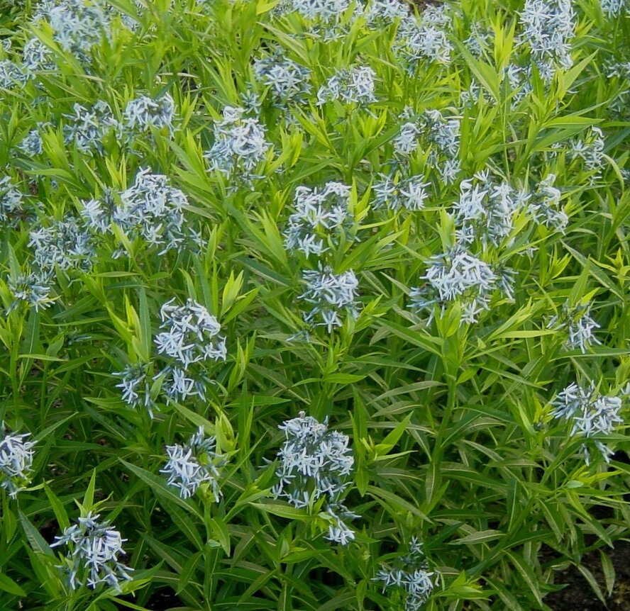Amsonia