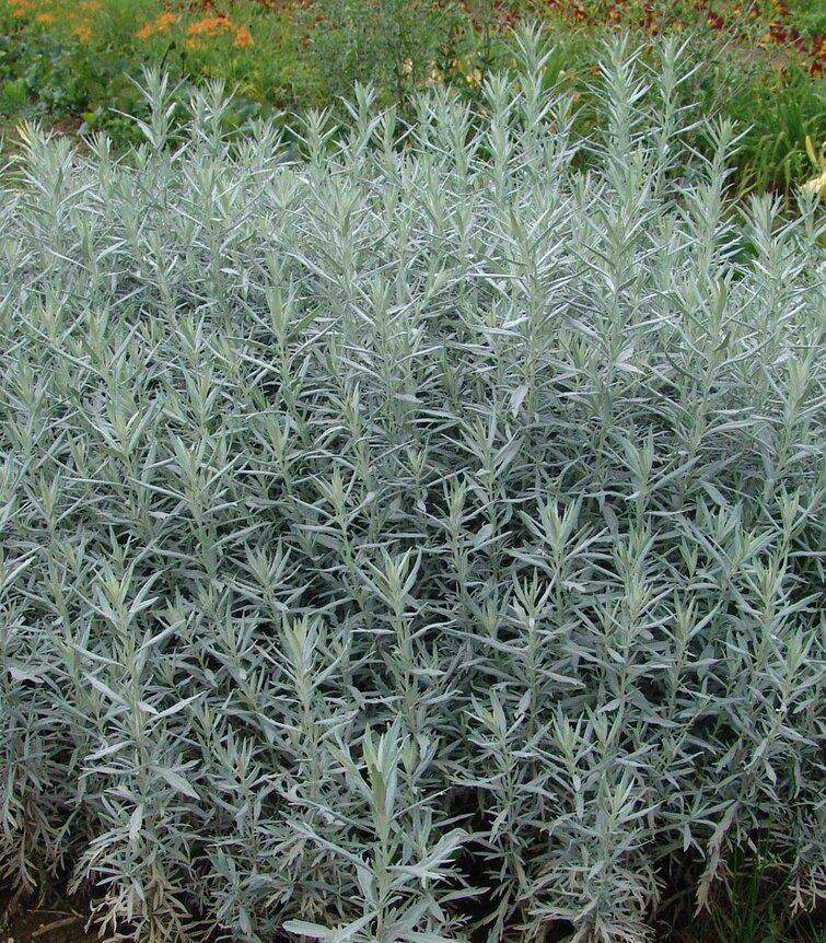 Artemisia