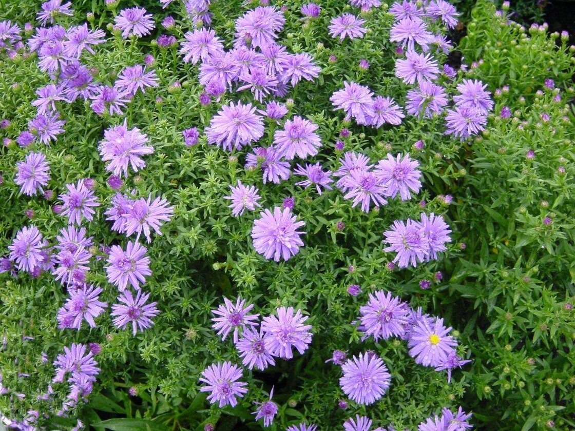 Aster