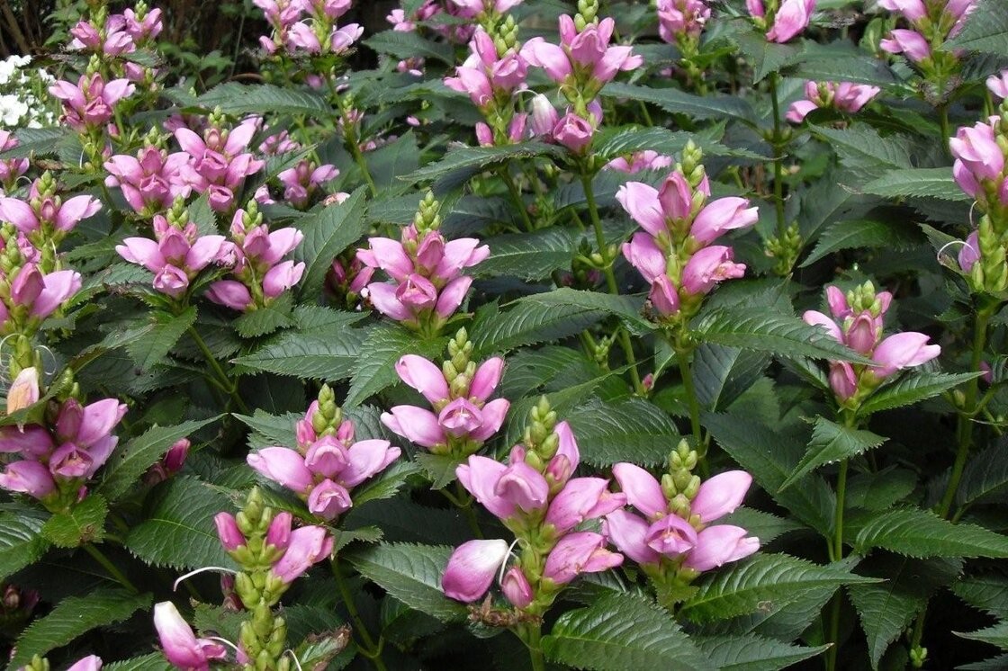Chelone