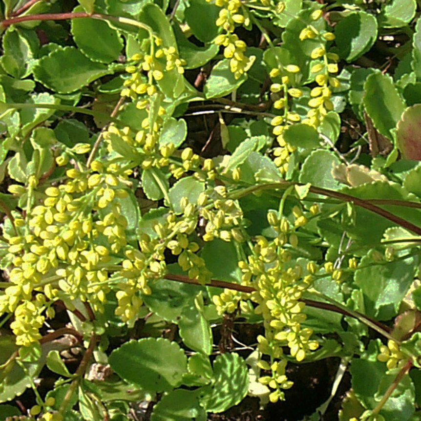Chiastophyllum