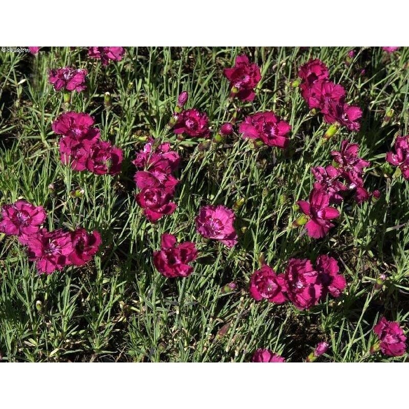 Dianthus