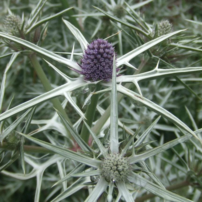 Eryngium