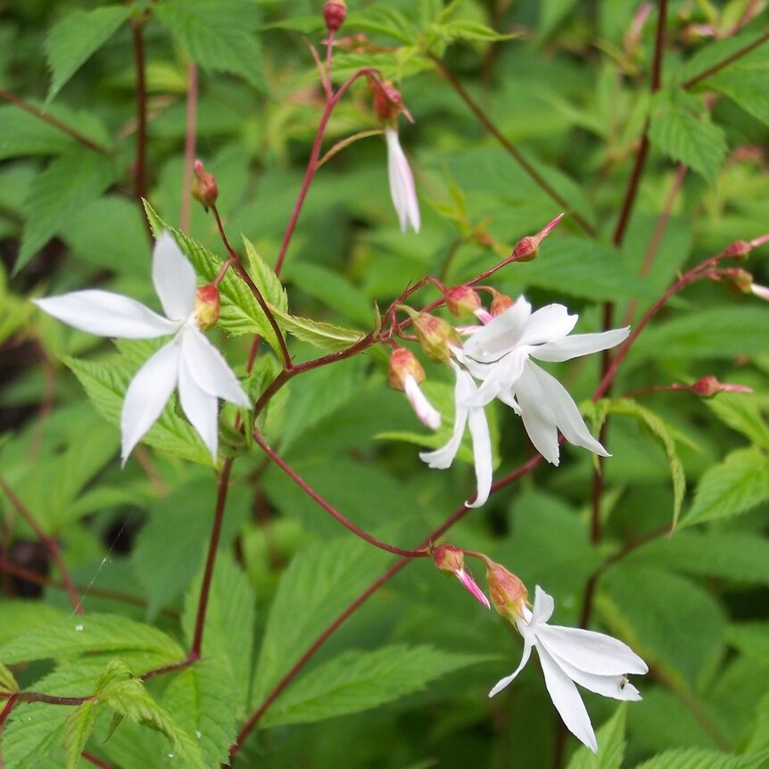Gillenia 
