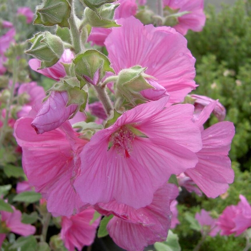 Lavatera