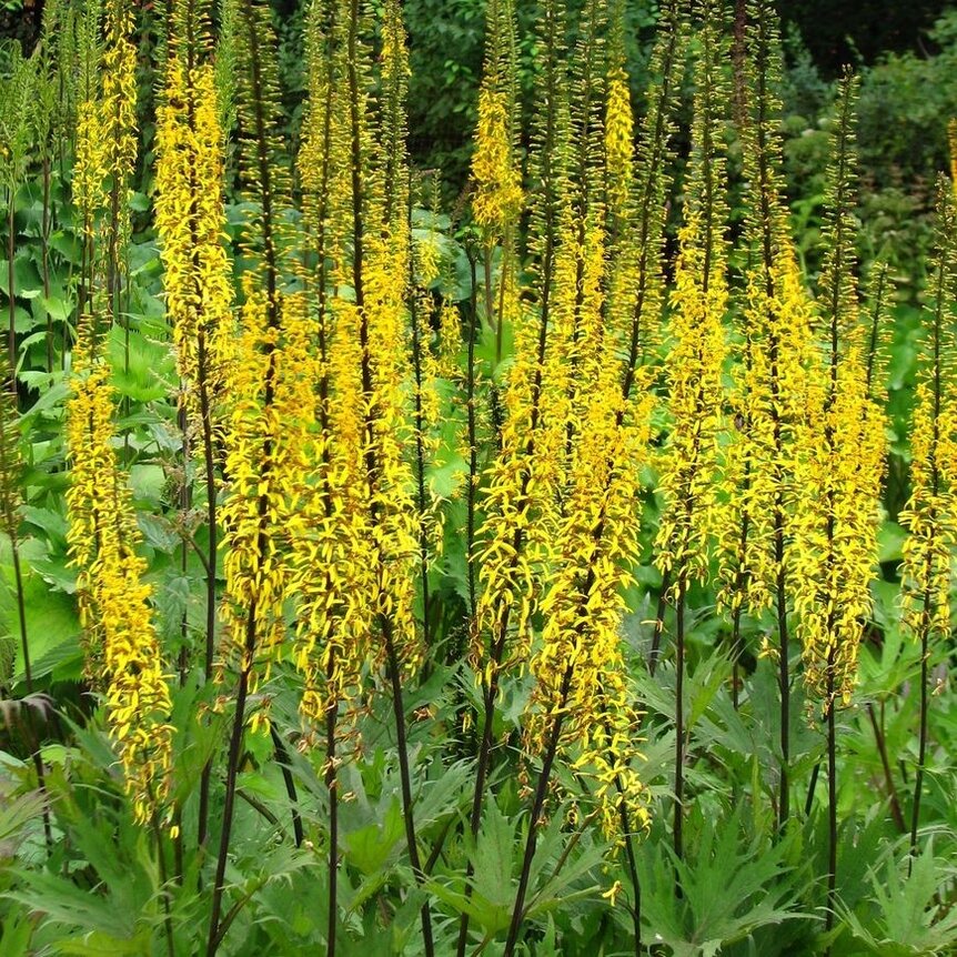 Ligularia