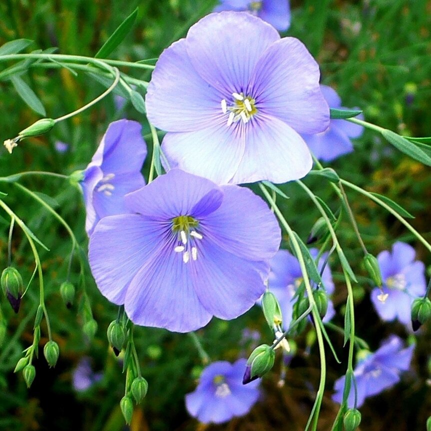 Linum