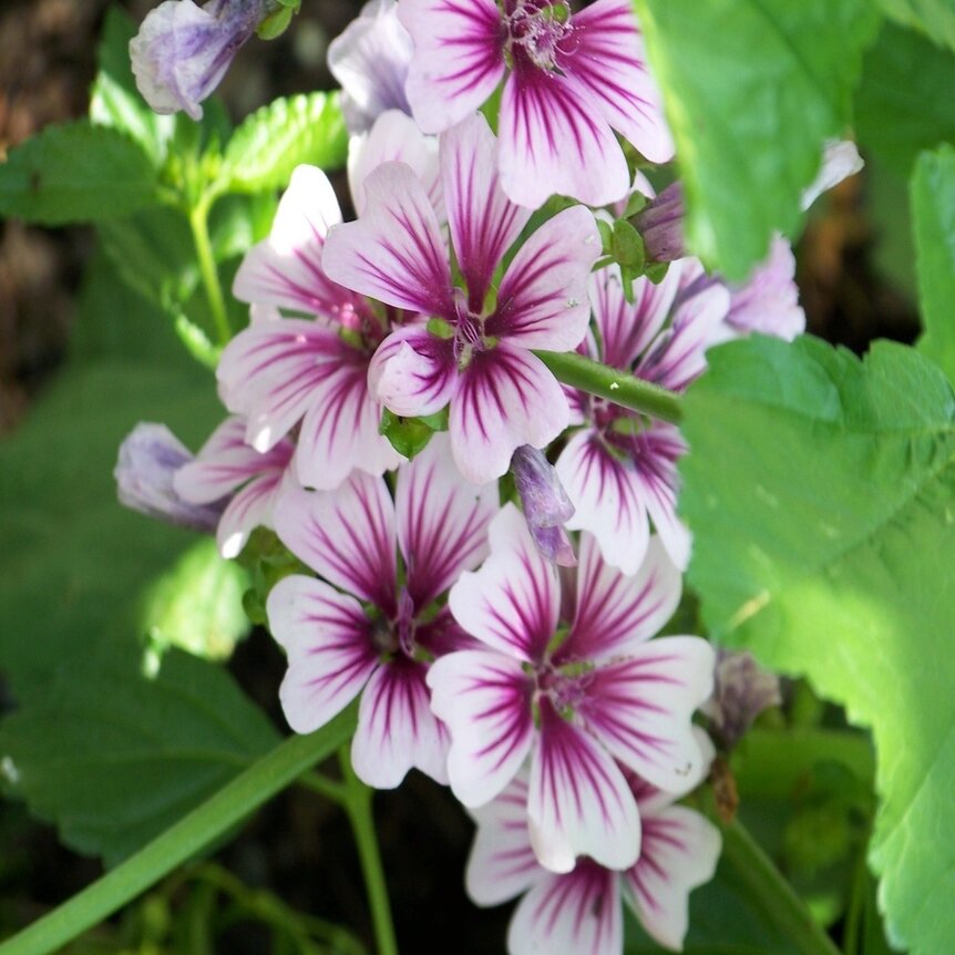 Malva