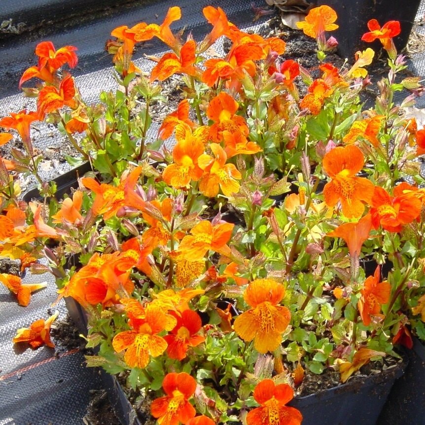 Mimulus