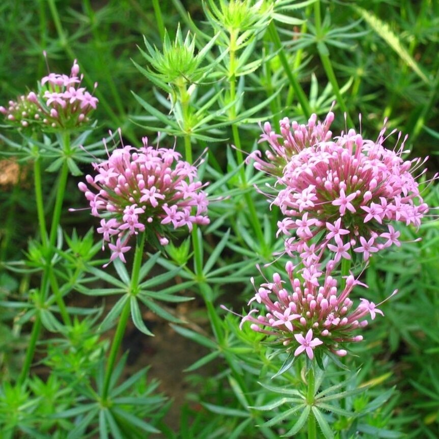 Phuopsis
