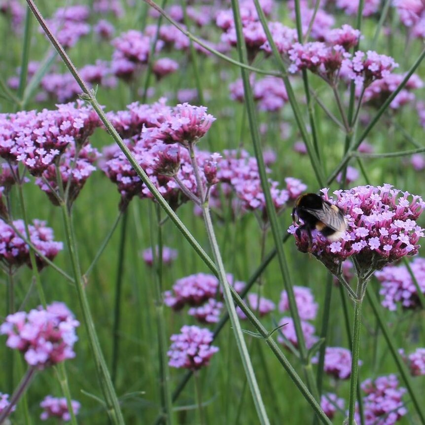 Verbena