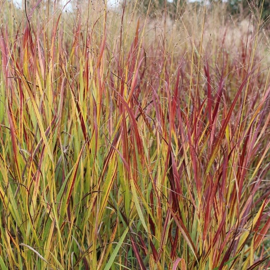 Panicum