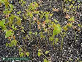 Epimedium pubigerum 'Orangek&ouml;nigin' P9
