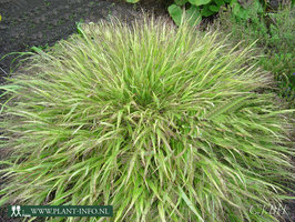 Hakonechloa macra 'Albostriata' P9