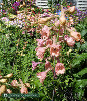 Delphinium ruysii 'Pink Sensation' P9