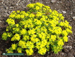 Euphorbia polychroma 'Purpurea' P9