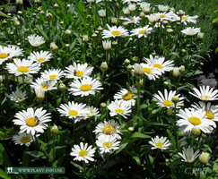 Leucanthemum 'Dwarf Snow Lady' P9