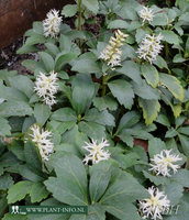 Pachysandra ter. 'Green Carpet' P9