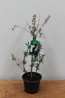 Buddleja d. 'White Profusion' C3