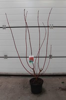 Cornus alba 'Sibirica' C5
