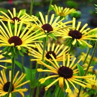Rudbeckia 'Little Henry' P9