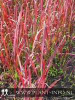 Imperata cylindrica 'Red Baron' P9