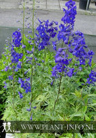 Delphinium (B) 'Atlantis' P9
