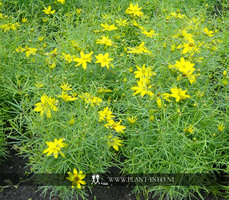 Coreopsis ver. 'Zagreb' P9