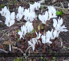Cyclamen hederifolium 'Album' P9