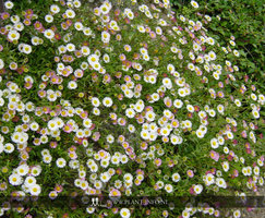 Erigeron karvinskianus P9