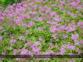 Filipendula hybr. 'Kahome' P9