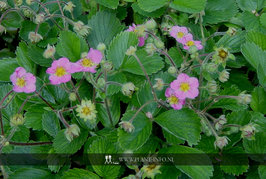 Fragaria Pink Panda P9