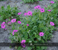Geranium cin. 'Splendens' P9