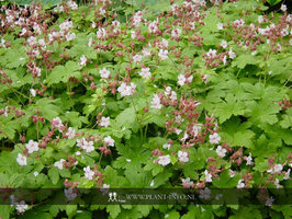 Geranium mac. 'Spessart' P9