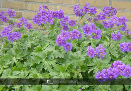 Geranium magnificum P9