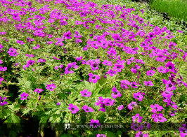 Geranium psilostemon P9