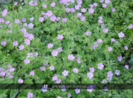 Geranium riv. 'Mavis Simpson' P9
