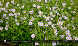Kalimeris incisa 'Blue Star' P9