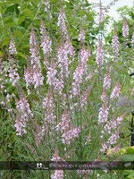 Linaria purpurea 'Canon J. Went' P9