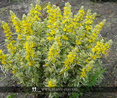 Lysimachia punc. 'Alexander' P9