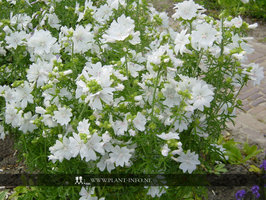 Malva moschata 'Alba' P9