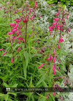Penstemon 'Garnet' P9